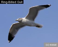 Ring-Billed Gull, Larus delawarensis