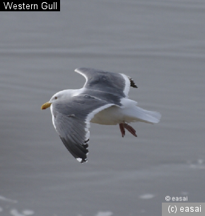 Western Gull, Larus occidentalis