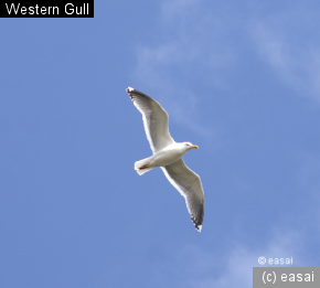 Western Gull, Larus occidentalis