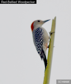 Red-Bellied Woodpecker, Melanerpes carolinus