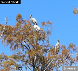 Wood Stork, Mycteria americana