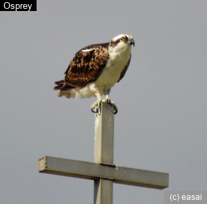 Osprey, Pandion haliaetus