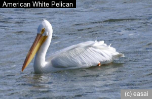 American White Pelican, Pelecanus erythrorhynchos