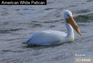 American White Pelican, Pelecanus erythrorhynchos