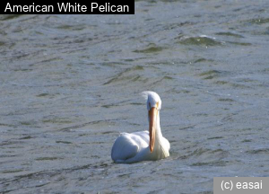 American White Pelican, Pelecanus erythrorhynchos