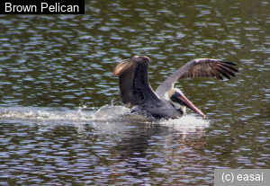 Brown Pelican, Pelecanus occidentalis