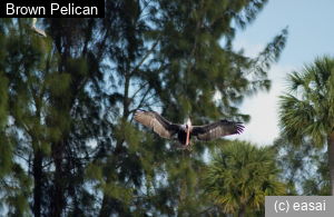 Brown Pelican, Pelecanus occidentalis