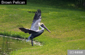 Brown Pelican, Pelecanus occidentalis