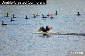 Double-Crested Cormorant, Phalacrocorax auritus