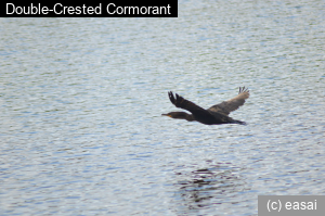 Double-Crested Cormorant, Phalacrocorax auritus