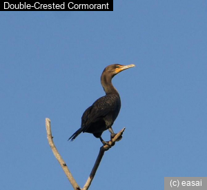 Double-Crested Cormorant, Phalacrocorax auritus