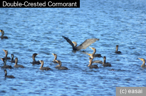 Double-Crested Cormorant, Phalacrocorax auritus