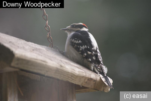 Downy Woodpecker, Picoides pubescens