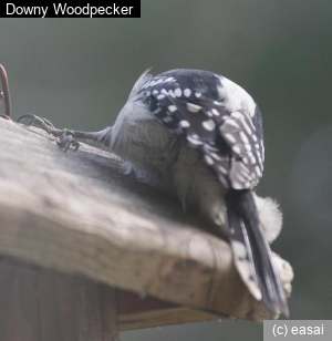 Downy Woodpecker, Picoides pubescens