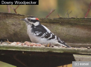 Downy Woodpecker, Picoides pubescens