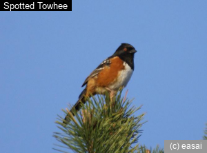 Spotted Towhee, Pipilo maculatus