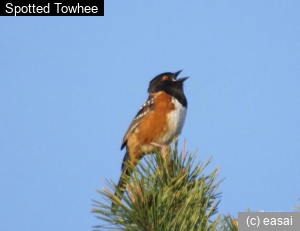 Spotted Towhee, Pipilo maculatus