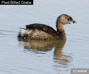 Pied-Billed Grebe, Podilymbus podiceps