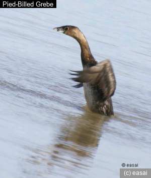 Pied-Billed Grebe, Podilymbus podiceps