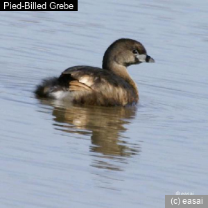 Pied-Billed Grebe, Podilymbus podiceps