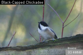 Black-Capped Chickadee, Poecile atricapillus