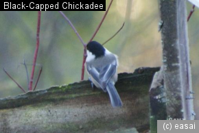 Black-Capped Chickadee, Poecile atricapillus