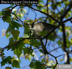 Black-Capped Chickadee, Poecile atricapillus