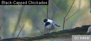 Black-Capped Chickadee, Poecile atricapillus