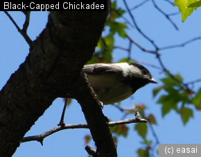 Black-Capped Chickadee, Poecile atricapillus