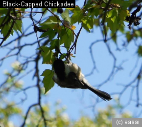 Black-Capped Chickadee, Poecile atricapillus