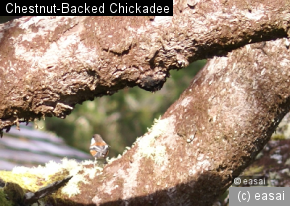 Chestnut-Backed Chickadee, Poecile rufescens