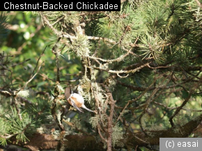 Chestnut-Backed Chickadee, Poecile rufescens