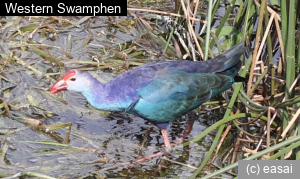 Western Swamphen, Porphyrio porphyrio