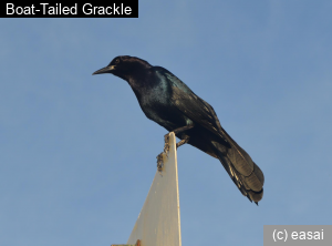 Boat-Tailed Grackle, Quiscalus major