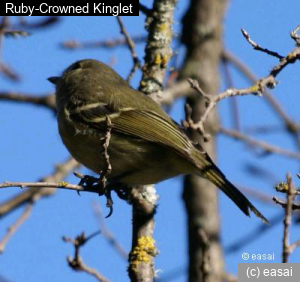 Ruby-Crowned Kinglet, Regulus calendula