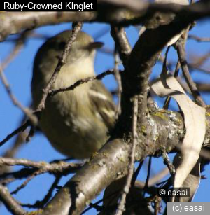 Ruby-Crowned Kinglet, Regulus calendula