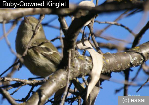 Ruby-Crowned Kinglet, Regulus calendula