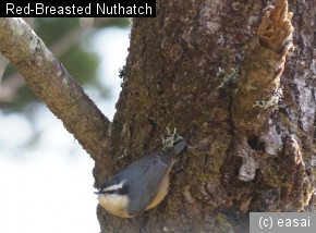 Red-Breasted Nuthatch, Sitta canadensis