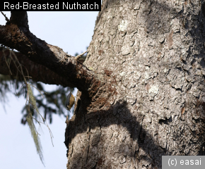 Red-Breasted Nuthatch, Sitta canadensis