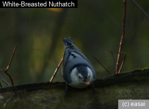 White-Breasted Nuthatch, Sitta carolinensis