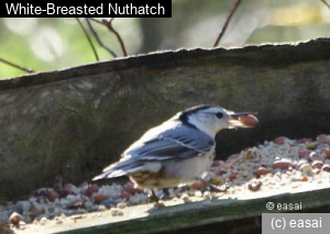 White-Breasted Nuthatch, Sitta carolinensis