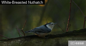 White-Breasted Nuthatch, Sitta carolinensis