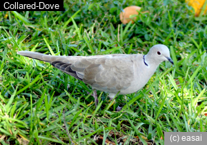 Collared-Dove, Streptopelia decaocto