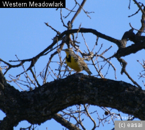 Western Meadowlark, Sturnella neglecta