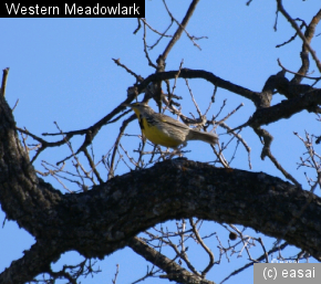 Western Meadowlark, Sturnella neglecta