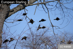 European Starling, Sturnus vulgaris