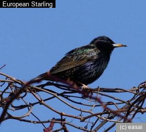 European Starling, Sturnus vulgaris