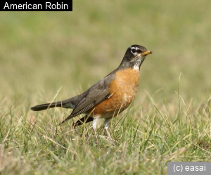 American Robin, Turdus migratorius