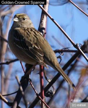 Golden-Crowned Sparrow, Zonotrichia atricapilla