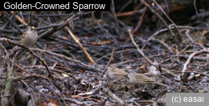 Golden-Crowned Sparrow, Zonotrichia atricapilla